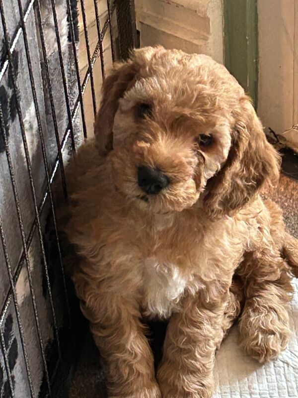 1 Gorgeous Cockapoo Puppy Remaining for sale in Stafford, Staffordshire