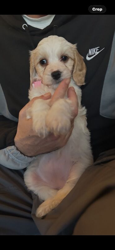 1 Gorgeous Girl Cockapoo Puppy LEFT READY NOW
