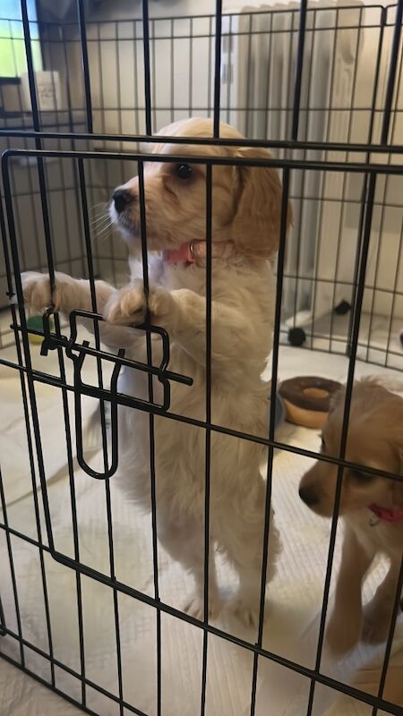 1 Gorgeous Girl Cockapoo Puppy LEFT READY NOW - Image 2 of 7