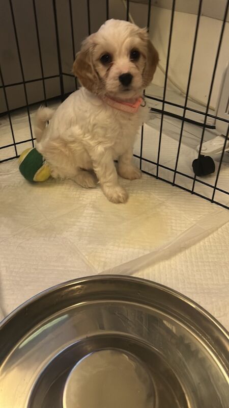 1 Gorgeous Girl Cockapoo Puppy LEFT READY NOW - Image 3 of 7
