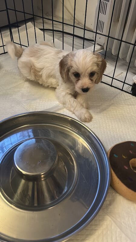 1 Gorgeous Girl Cockapoo Puppy LEFT READY NOW - Image 4 of 7