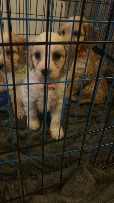 1 Gorgeous Girl Cockapoo Puppy LEFT READY NOW - Image 5 of 7