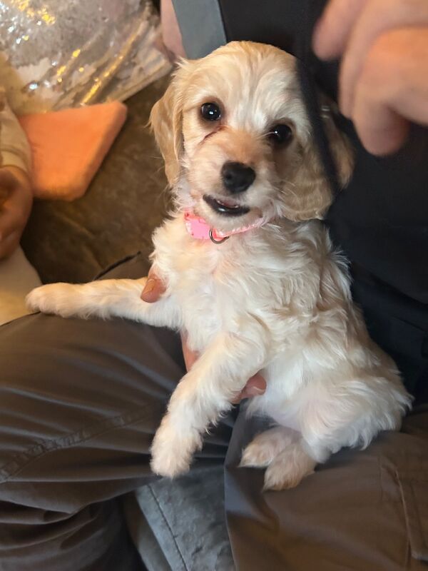 1 Gorgeous Girl Cockapoo Puppy LEFT READY NOW - Image 6 of 7