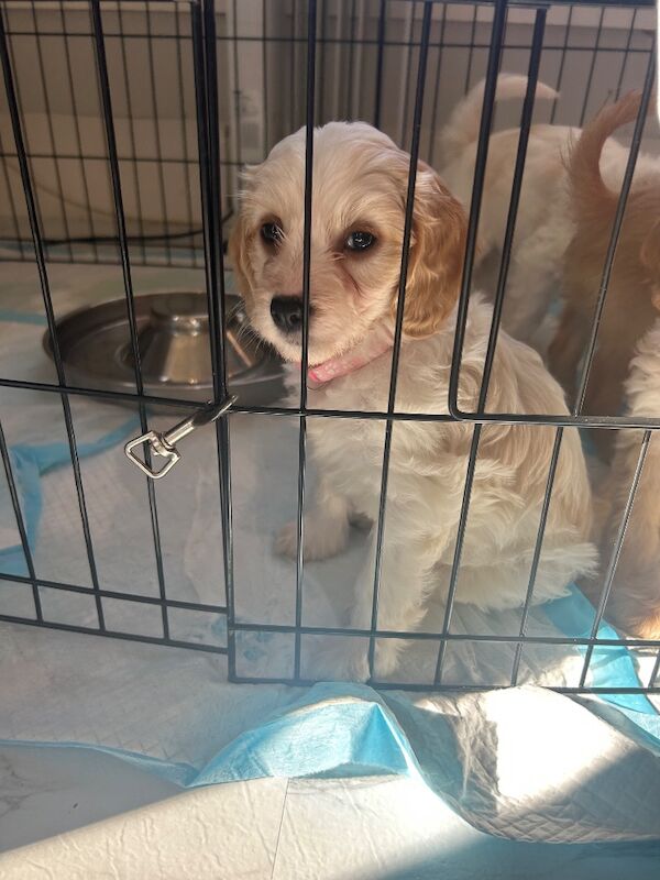 1 Gorgeous Girl Cockapoo Puppy LEFT READY NOW - Image 7 of 7