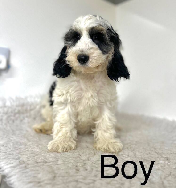 Cockapoo puppies for sale in Wisbech, Cambridgeshire – 3 months old