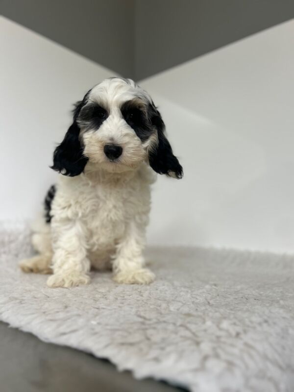 Cockapoo puppies for sale in Wisbech, Cambridgeshire – 3 months old - Image 3 of 5