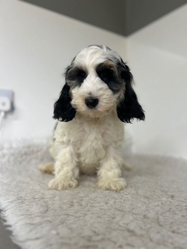 Cockapoo puppies for sale in Wisbech, Cambridgeshire – 3 months old - Image 4 of 5