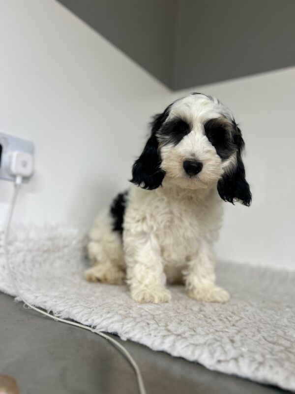 Cockapoo puppies for sale in Wisbech, Cambridgeshire – 3 months old - Image 5 of 5