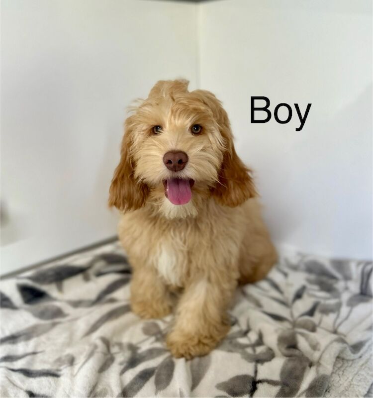 Cockapoo puppies for sale in Wisbech, Cambridgeshire – 4 months old