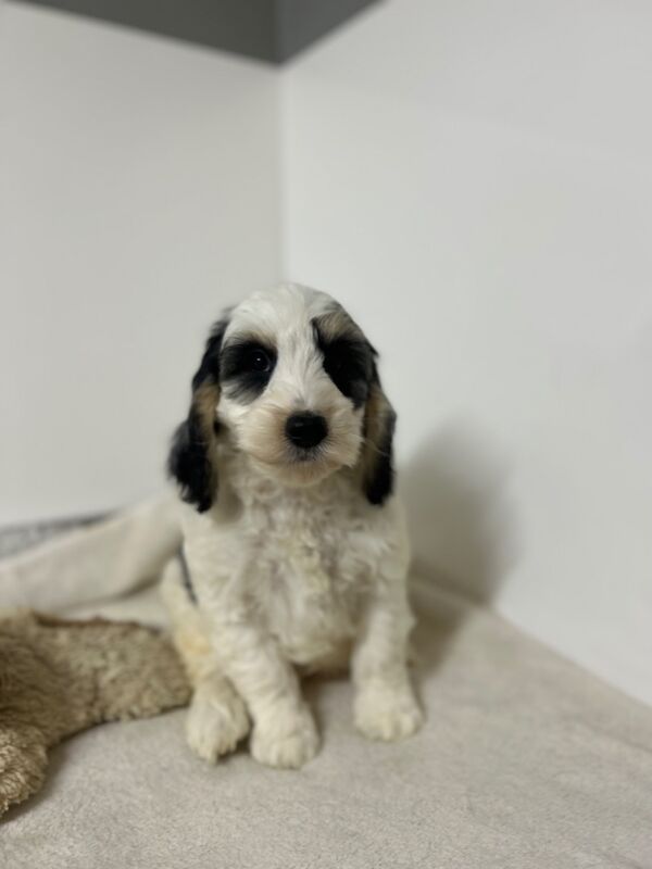 Cockapoo puppies for sale in Cambridgeshire – 12 weeks old