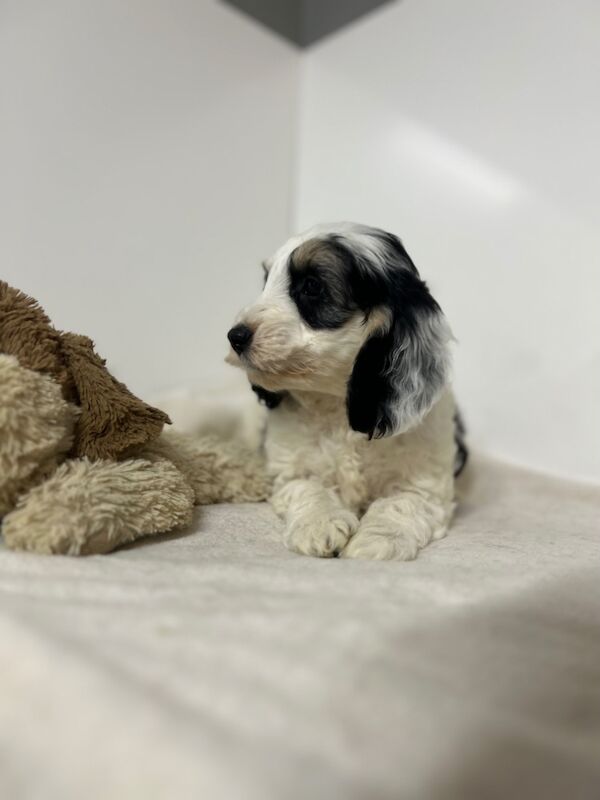 Cockapoo puppies for sale in Cambridgeshire – 12 weeks old - Image 3 of 5