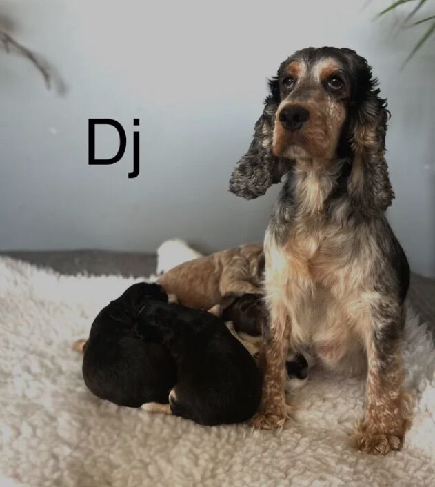 Cockapoo puppies for sale in Cambridgeshire – 12 weeks old - Image 4 of 5