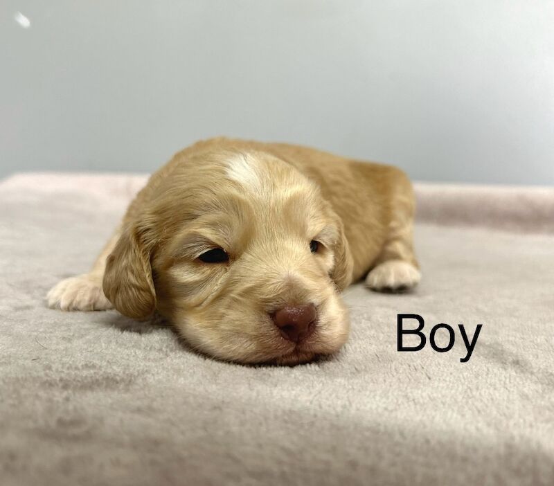 Cockapoo puppies for sale in Wisbech, Cambridgeshire – 5 weeks old