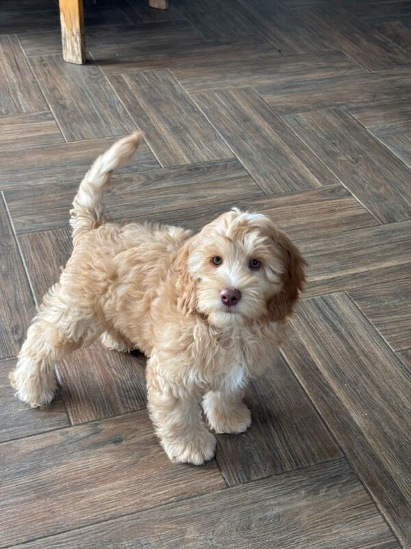 Cockapoo puppies for sale in Wisbech, Cambridgeshire – 11 weeks old