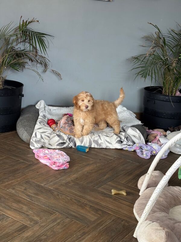 Cockapoo puppies for sale in Wisbech, Cambridgeshire – 11 weeks old - Image 3 of 5