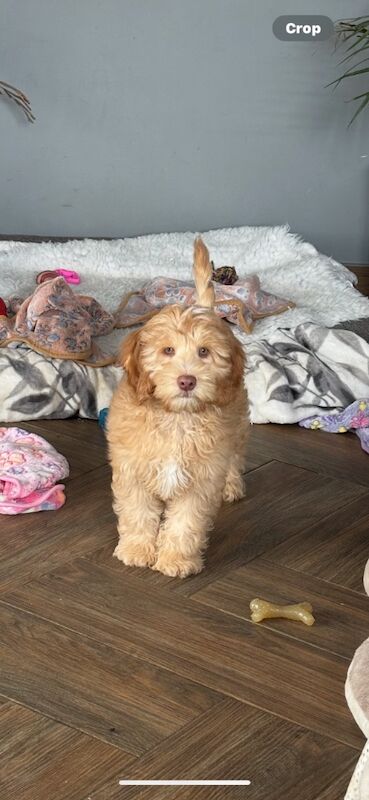 Cockapoo puppies for sale in Wisbech, Cambridgeshire – 11 weeks old - Image 4 of 5