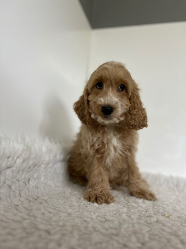 Cockapoo puppies for sale in Wisbech Cambridgeshire – 3 months old - Image 4 of 6