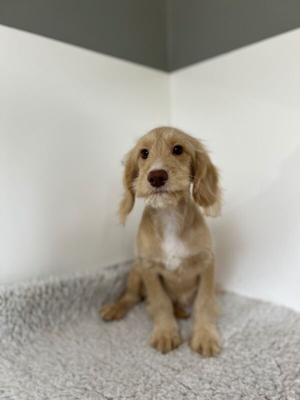 Cockapoo puppies for sale in Wisbech, Cambridgeshire – 4 months old - Image 2 of 5