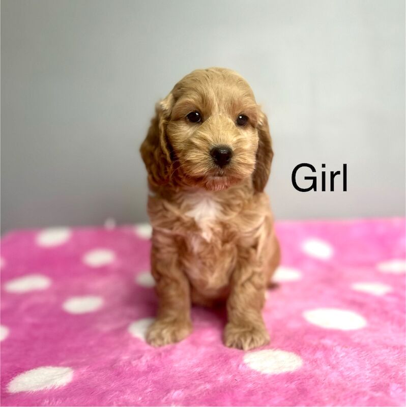 Cockapoo puppies for sale in Wisbech, Cambridgeshire – 6 weeks old
