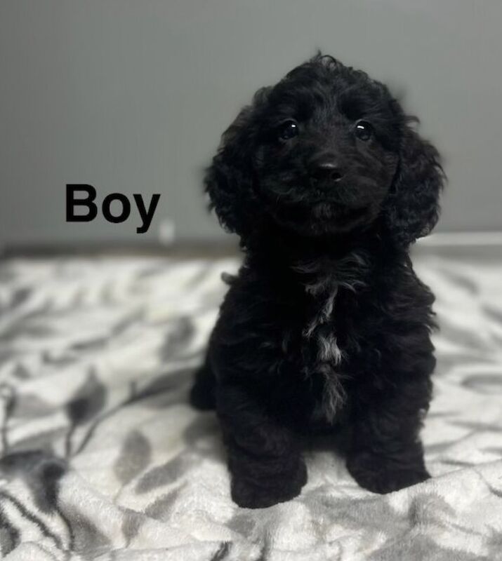 1 lovey black cockapoo boy ready now 