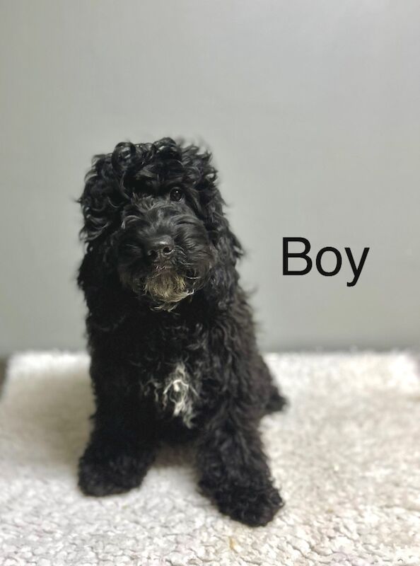 Cockapoo puppies for sale in Wisbech, Cambridgeshire – 5 months old - Image 2 of 6