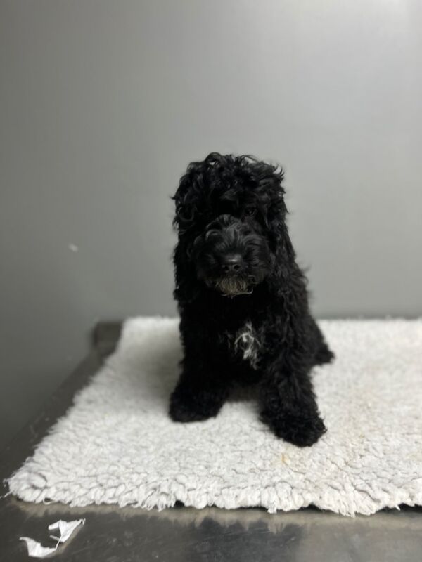 Cockapoo puppies for sale in Wisbech, Cambridgeshire – 5 months old - Image 4 of 6