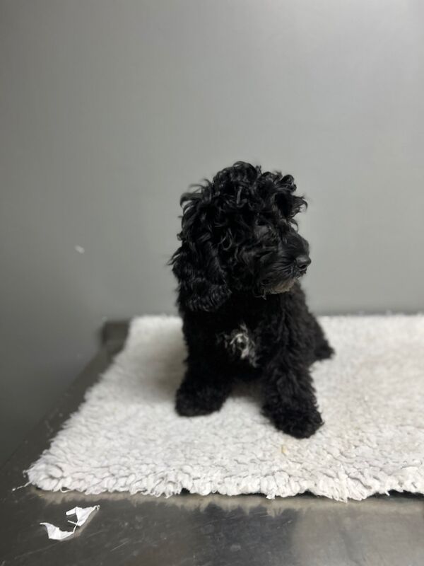 Cockapoo puppies for sale in Wisbech, Cambridgeshire – 5 months old - Image 5 of 6
