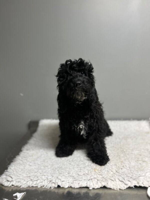Cockapoo puppies for sale in Wisbech, Cambridgeshire – 5 months old - Image 6 of 6