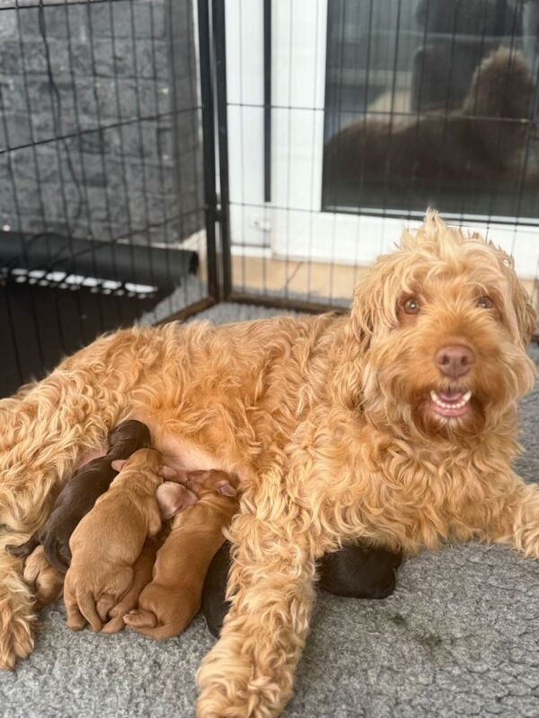 Cockapoo Puppies For Sale