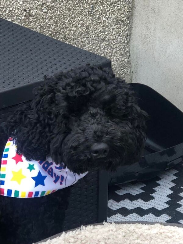 1 remaining cockapoo boy - Image 2 of 6