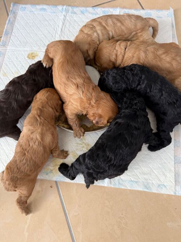 1 remaining cockapoo boy - Image 3 of 6
