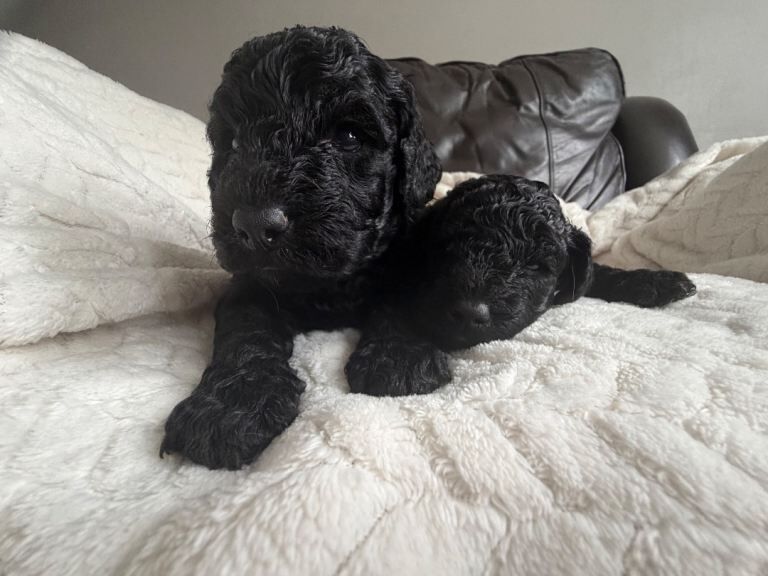1 remaining cockapoo boy - Image 4 of 6