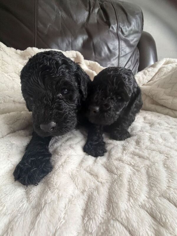 1 remaining cockapoo boy - Image 5 of 6