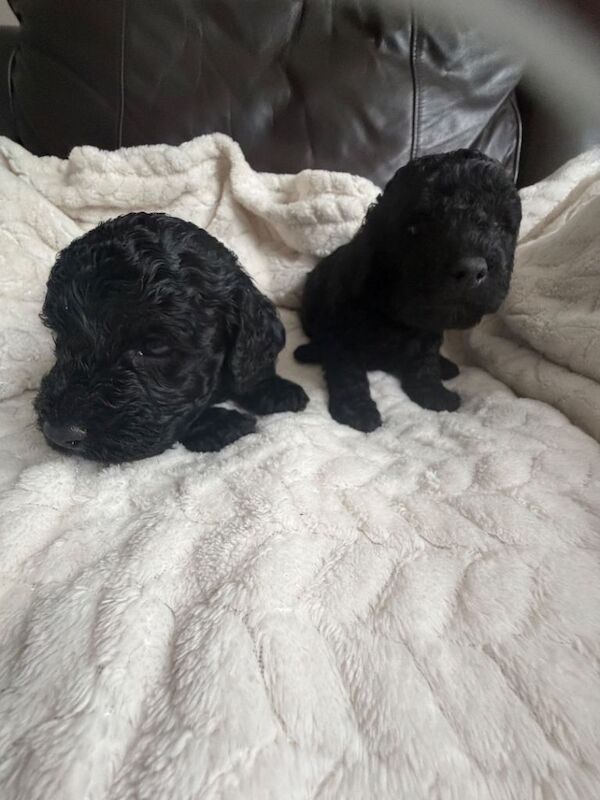 1 remaining cockapoo boy - Image 6 of 6