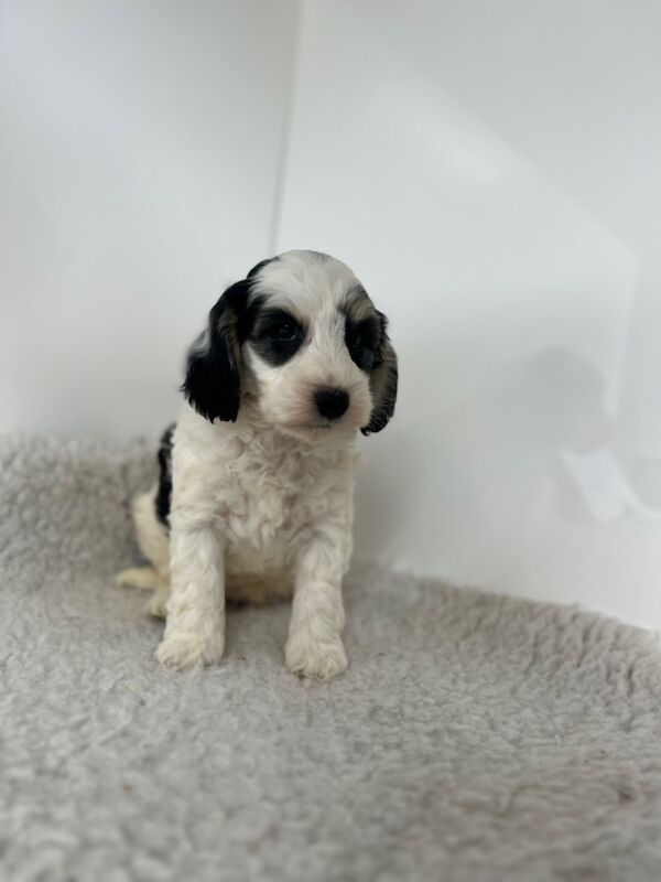 1 stunning blue Merle cockapoo boy for sale in Upwell Norfolk | Image 3