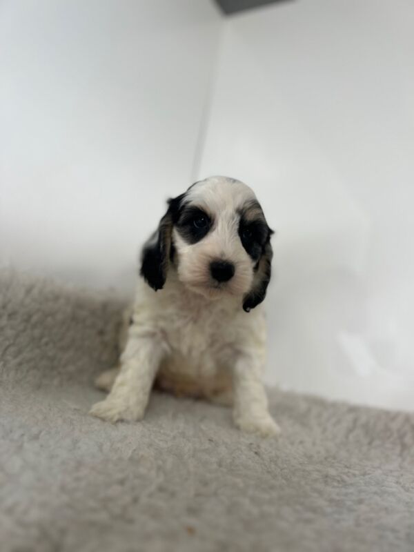 1 stunning blue Merle cockapoo boy for sale in Upwell Norfolk | Image 4