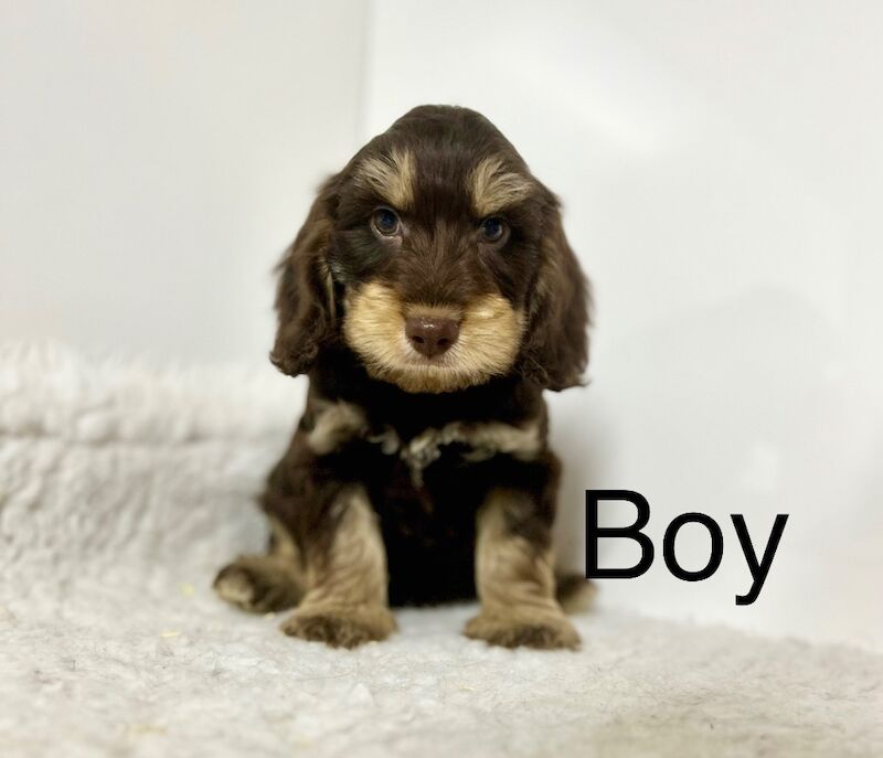 Cockapoo puppies for sale in Wisbech, Cambridgeshire – 8 weeks old