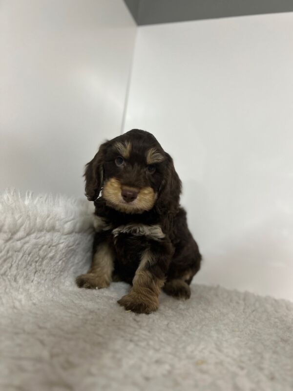 Cockapoo puppies for sale in Wisbech, Cambridgeshire – 8 weeks old - Image 3 of 5