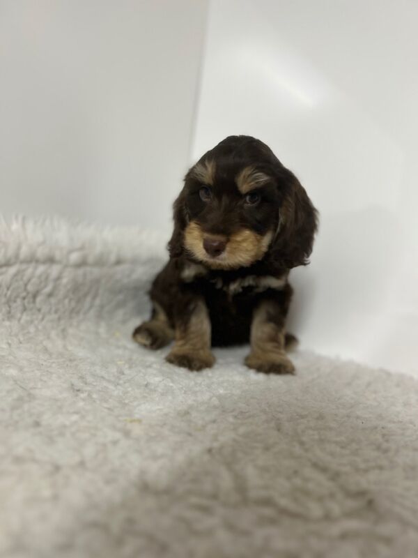 Cockapoo puppies for sale in Wisbech, Cambridgeshire – 8 weeks old - Image 4 of 5
