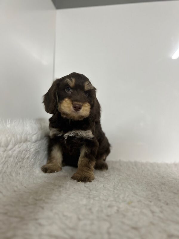 Cockapoo puppies for sale in Wisbech, Cambridgeshire – 8 weeks old - Image 5 of 5
