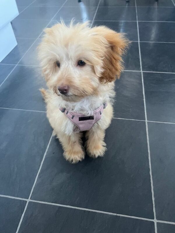 1 year old cockapoo - Image 2 of 4