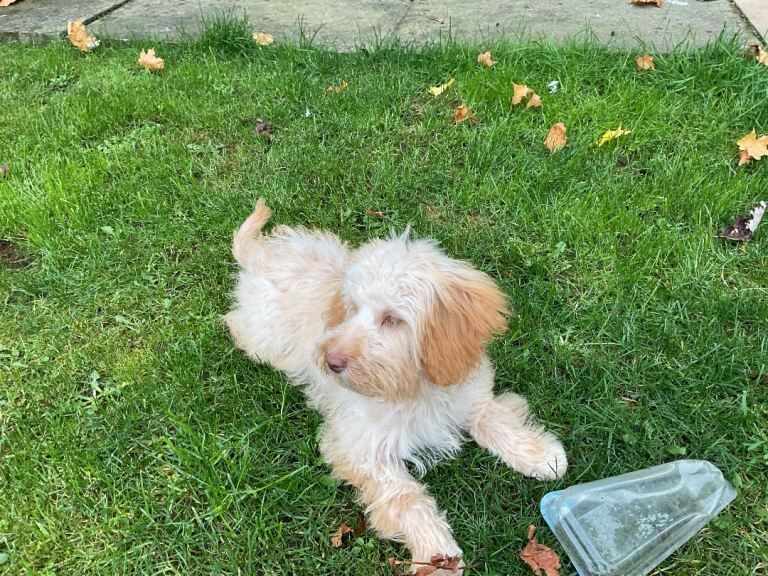 1 year old cockapoo - Image 3 of 4