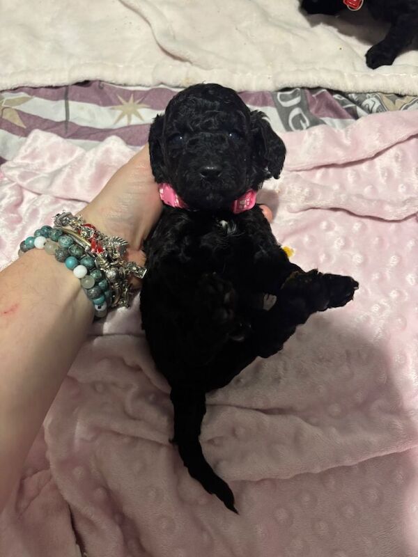 Cockapoo puppies for sale in Old Swan, Merseyside – 4 months old - Image 2 of 6