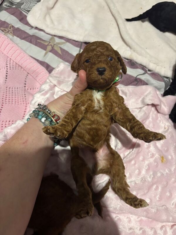 Cockapoo puppies for sale in Old Swan, Merseyside – 4 months old - Image 6 of 6