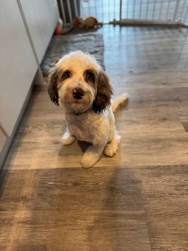 Cockapoo puppies for sale in Huntingdon, Cambridgeshire – 10 months old