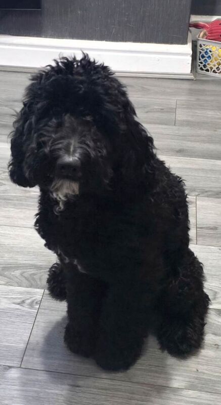 10 month old cockapoo