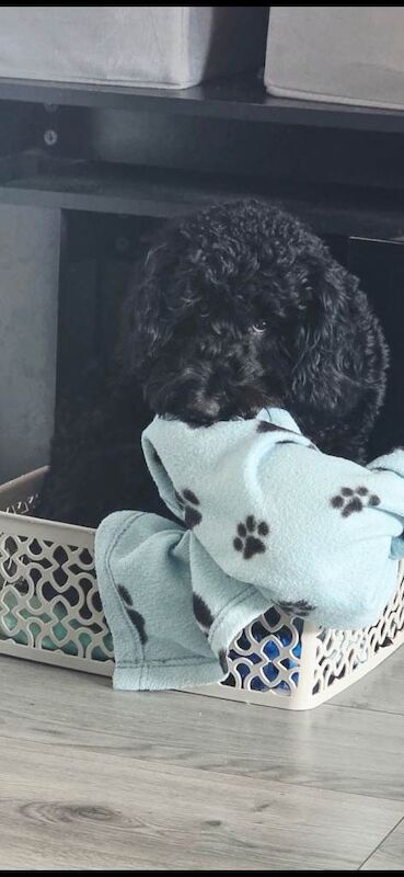 10 month old cockapoo - Image 2 of 4