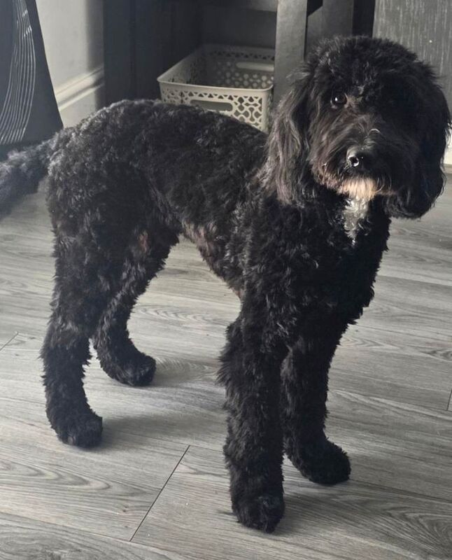 10 month old cockapoo - Image 3 of 4