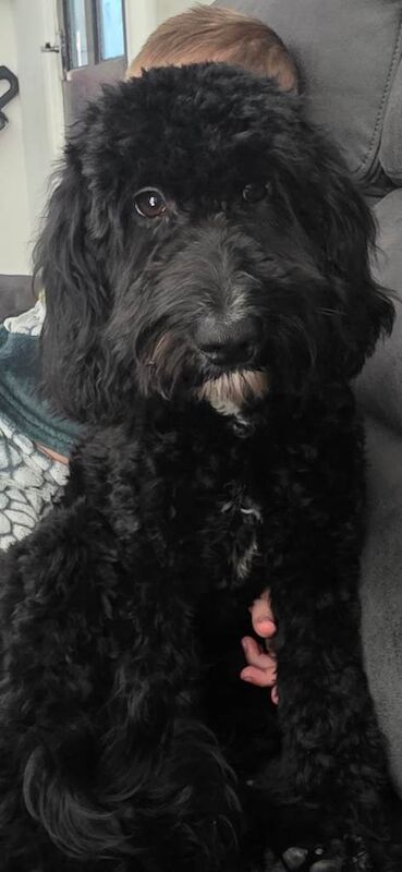 10 month old cockapoo - Image 4 of 4