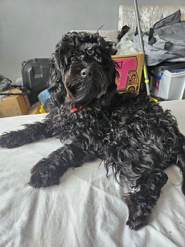 Cockapoo puppies for sale in Chelmsford, Essex – 10 months old